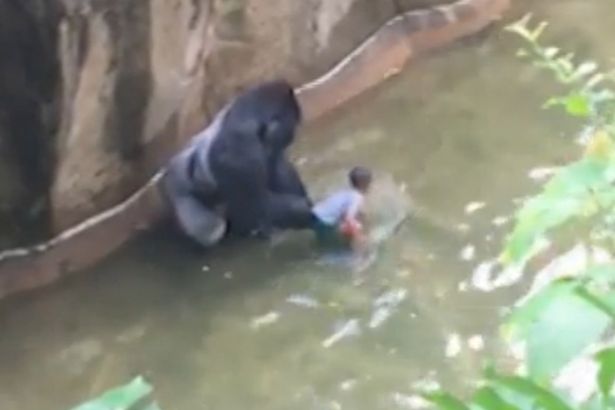 Boy-falls-in-to-Gorilla-enclosure-at-cincinnati-zoo