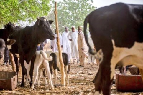 Photos of Buhari and his cows